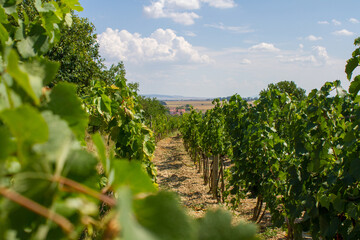 Czech landscape with vineyards 