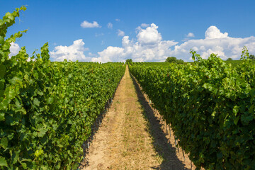 Alleyways in the vineyard against the blue sky