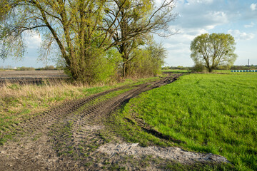 Dirt road and trees next to a green meadow