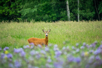 Male roe deer standing in the meadow