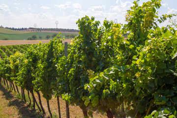 Vineyard on the background of the hill