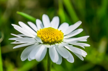 Daisy Flower chamomile