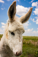 Donkey in a typical Farm