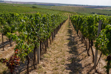 Green vineyards in the Czech Republic