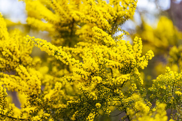 Golden Wattle in Melbourne Australia