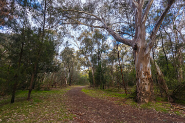 Fototapeta premium Gresswell Conservation Reserve in Melbourne Australia
