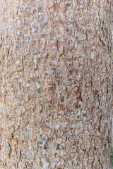 a dry tree. Nature living concept, Close up