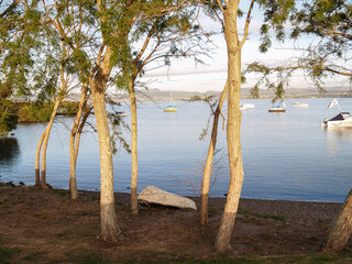 Lake view through trees in morning light