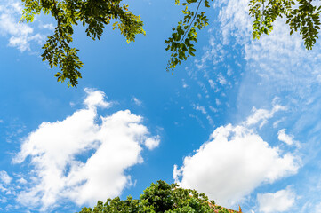 Fototapeta premium Photo of green leaves against clouds, Blue sky and clouds, Green leaves with blue sky background