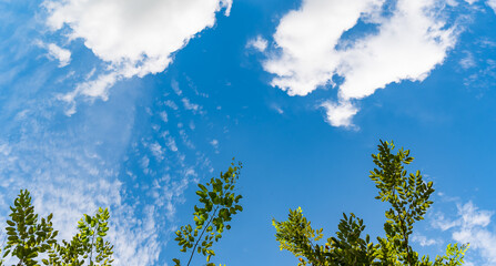 Obraz premium Photo of green leaves against clouds