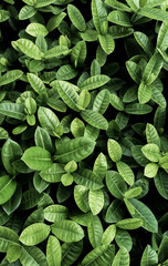 ixora's leaves are green nature