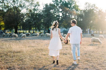 Naklejka na ściany i meble Man and woman, holding hands, walk along the lawn towards grazing sheep