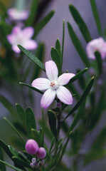 Close up of and Australian native Pink Waxflower, Eriostemon australasius, family Rutaceae, growing in Sydney woodland. Endemic to dry sclerophyll forest and heath on sandstone in NSW and Queensland
