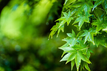 清水寺 雨の青もみじ