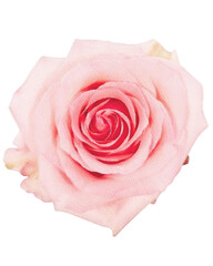 rose watercolor flower,watercolor rose isolated on white decor element png