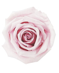 rose watercolor flower,watercolor rose isolated on white decor element png