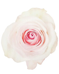 rose watercolor flower,watercolor rose isolated on white decor element png