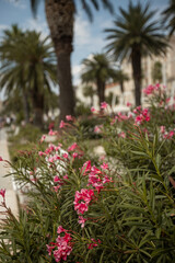 Fototapeta na wymiar Beautiful places in the city of Split in Croatia