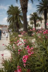 Fototapeta na wymiar Beautiful places in the city of Split in Croatia
