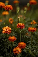 Beautiful orange flowers in the garden
