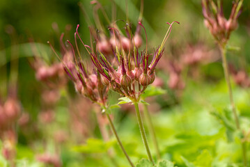 the buds of the Geranium flower, geraniums, cranesbills