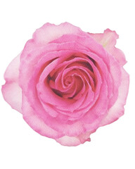 rose watercolor flower,watercolor rose isolated on white decor element png	