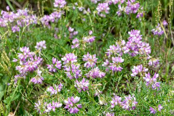 Obraz na płótnie Canvas the flowers of Securigera varia - crownvetch, purple crown vetch