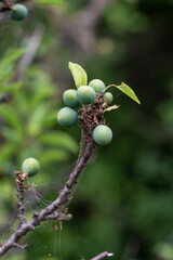 green fruits of the Prunus spinosa tree - blackthorn, sloe