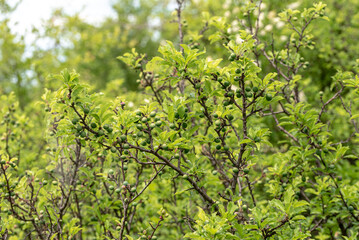 Fototapeta na wymiar green fruits of the Prunus spinosa tree - blackthorn, sloe