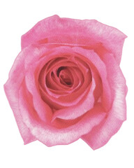rose watercolor flower,watercolor rose isolated on white decor element png	
