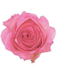 rose watercolor flower,watercolor rose isolated on white decor element png	