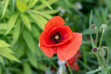 the single red poppy flower