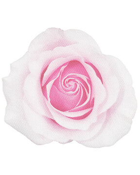 rose watercolor flower,watercolor rose isolated on white decor element png	