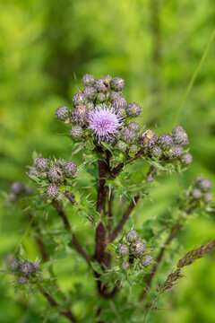 Flower Of The Cirsium Arvense - Canada Thistle, Field Thistle