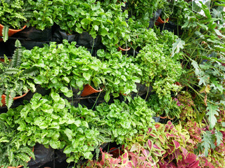 KLANG, MALAYSIA -MARCH 5, 2022: Herbs plant, flower, and vegetable planting in plastic pots, and it was hanged & arranged vertically to form a vertical garden. Suitable for gardens in urban areas.