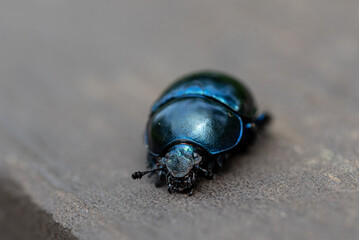 the blue beetle Trypocopris vernalis - spring dumbledor, spring dor beetle