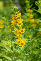 the yellow Lysimachia punctata flower - Dotted loosestrife, Large yellow loosestrife, Circle flower,  Spotted loosestrife