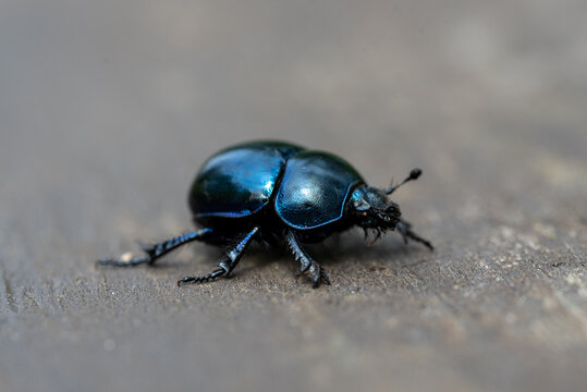 the blue beetle Trypocopris vernalis - spring dumbledor, spring dor beetle