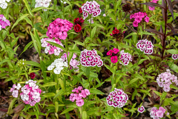 Dianthus barbatus - the sweet William flowers