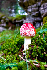 Red and white toxic, poisonous and damgerous amanita muscaria fly agaric mushroom on the ground of a green autumn forest amidst moss