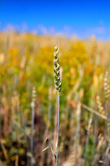 Close-up on a field of wheat farming. - 524867924