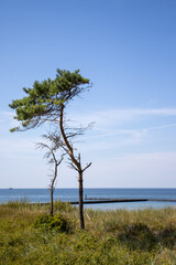 Fototapeta na wymiar Drzewa nad morzem