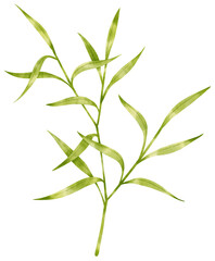 watercolor fresh green leaves branch for decorative