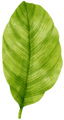 Obraz premium watercolor fresh green tropical leaves branch for decorative