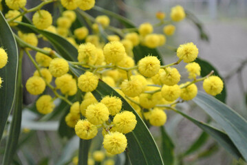 Golden Wattle in Melbourne Australia