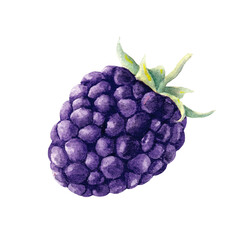 Blackberry berry single. Water color fruit. Food illustration - 524870106