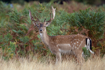 Fallow stag with newly developed antlers