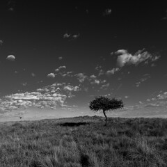 Fototapeta na wymiar Pampas grass landscape, La Pampa province, Patagonia, Argentina.