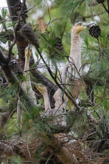 Whistling  Heron ,Syrigma sibilatrix , .Iberà Marshes, Corrientes Province, Argentina
