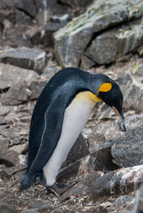 Fototapeta premium Emperor penguin,Aptenodytes forsteri, in Port Lockroy, Goudier island, Antartica.